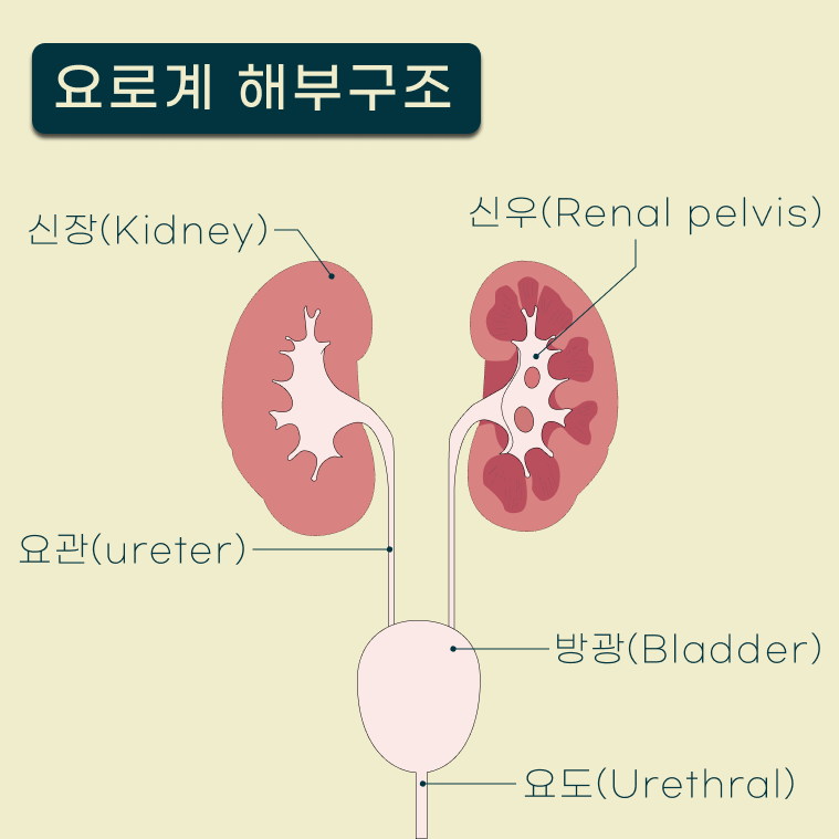신장부터 요도까지 요로계 해부 도식