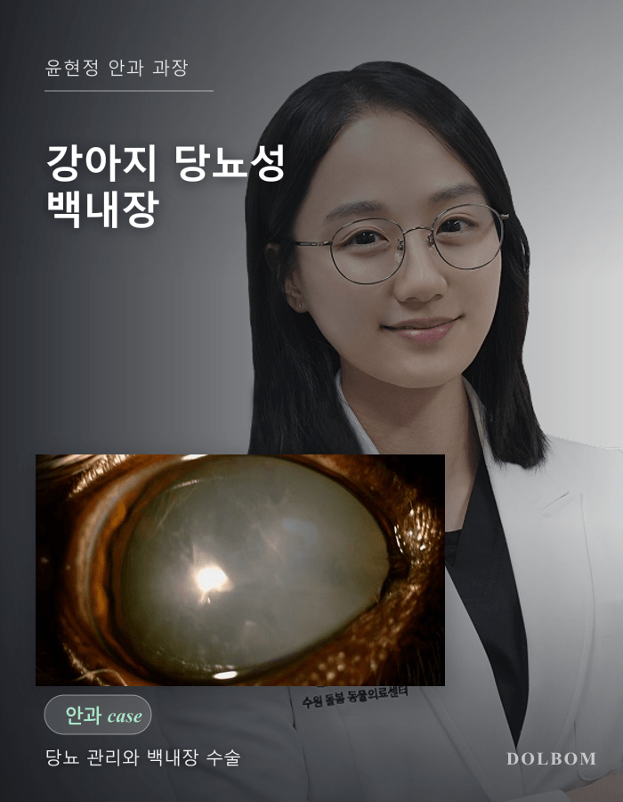 강아지 당뇨성 백내장, 혈당 관리 후 양쪽 눈을 치료한 사례-thumbnail