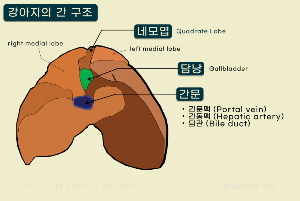 네모엽과 담낭 및 주변 혈관의 위치를 나타낸 간 해부학 그림