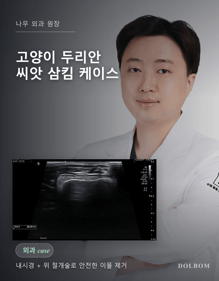 고양이 두리안 씨앗 삼킴 — 내시경과 위 절개술 케이스-thumbnail