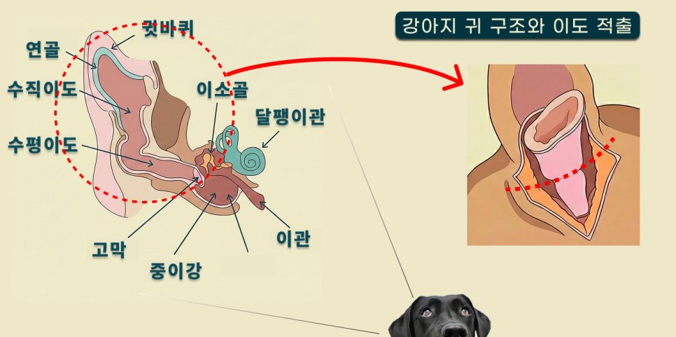강아지 외이/중이 해부도