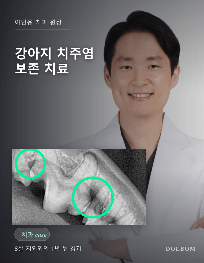 강아지 치주염, 8살 치와와의 엠도게인 치료와 1년 뒤 경과-thumbnail