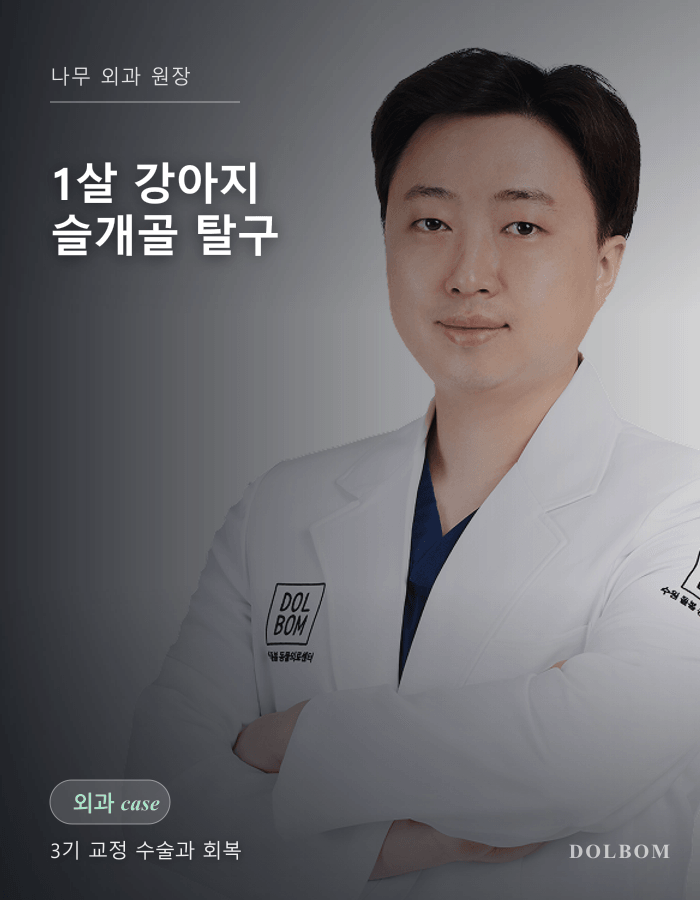 강아지 슬개골 탈구 3기, 1살 말티푸의 교정 수술과 회복-thumbnail