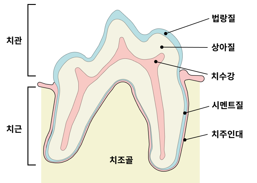 치관 치근 법랑질 상아질 치수강을 표시한 치아 단면도