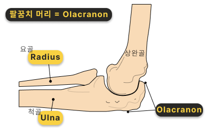 팔꿈치 해부 다이어그램