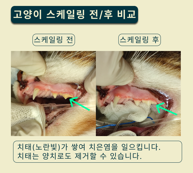 스케일링 전/후 비교