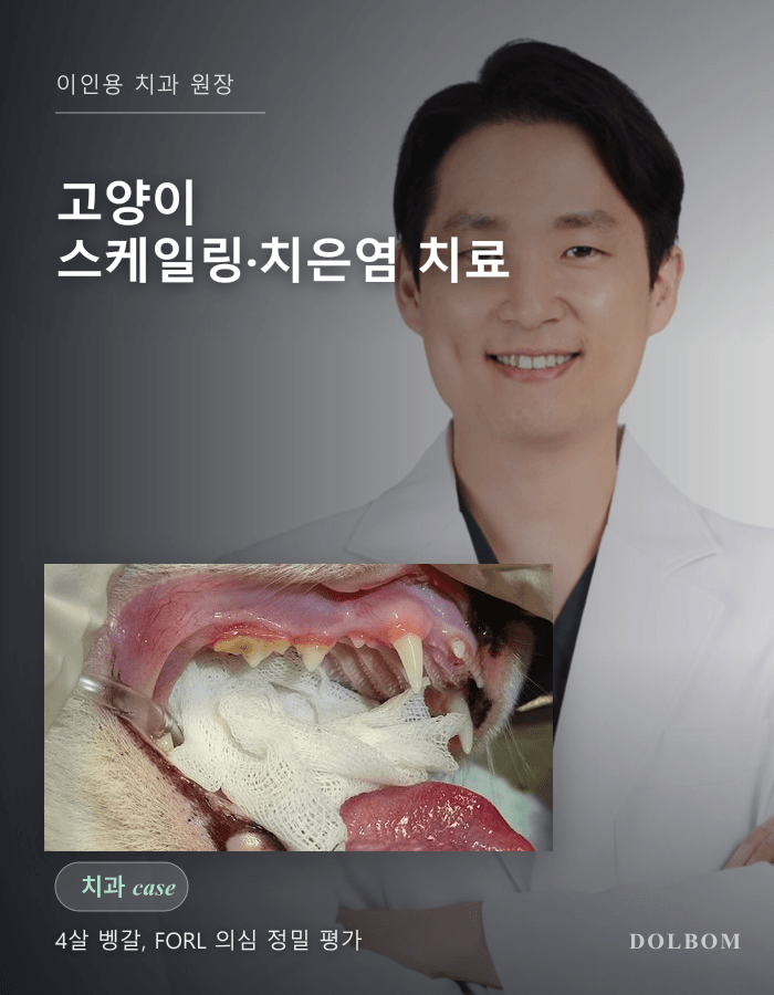 고양이 스케일링·치은염 치료 케이스 (벵갈, FORL 의심 정밀 평가)-thumbnail