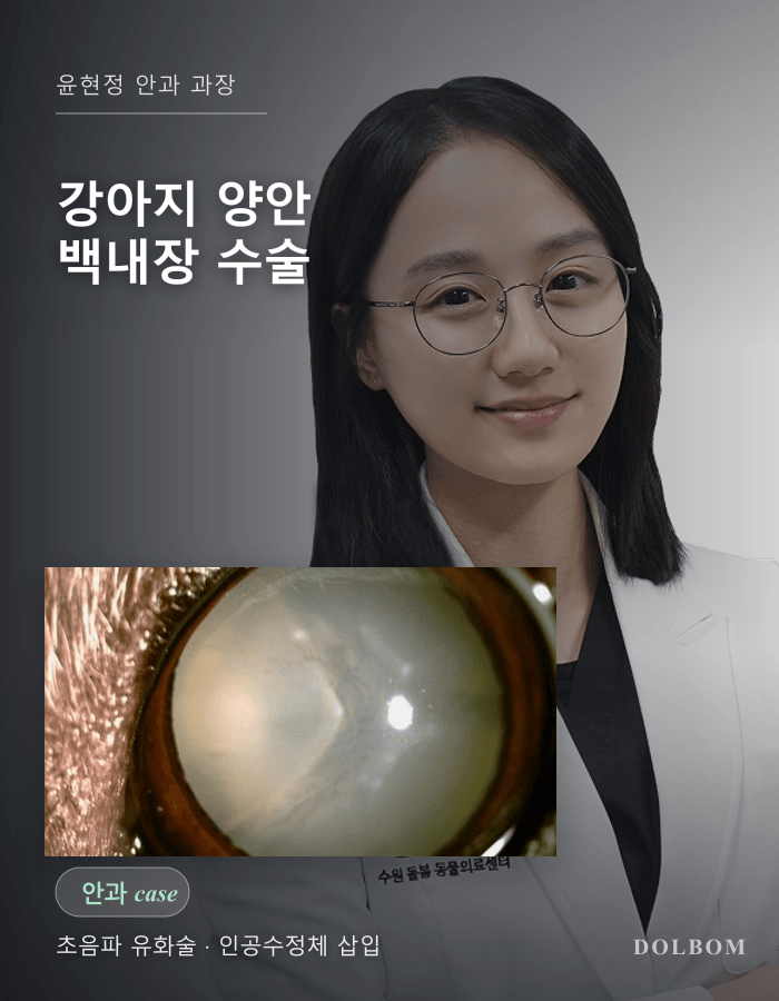 강아지 백내장 수술, 1년 간격으로 양쪽 눈을 치료한 사례-thumbnail