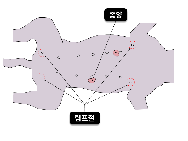 고양이 유선과 주변 림프절 위치 설명 그림
