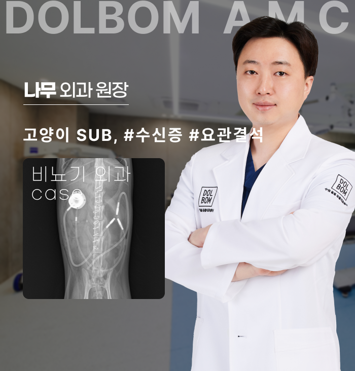 고양이 SUB(인공요관우회술) 수술 케이스-thumbnail