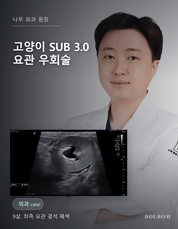 고양이 급성 신부전, SUB 3.0 (요관 우회술) 수술 케이스-thumbnail