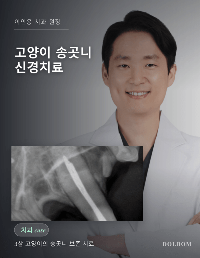 고양이 송곳니 파절, 3살 코리안숏헤어의 신경치료와 레진 수복-thumbnail
