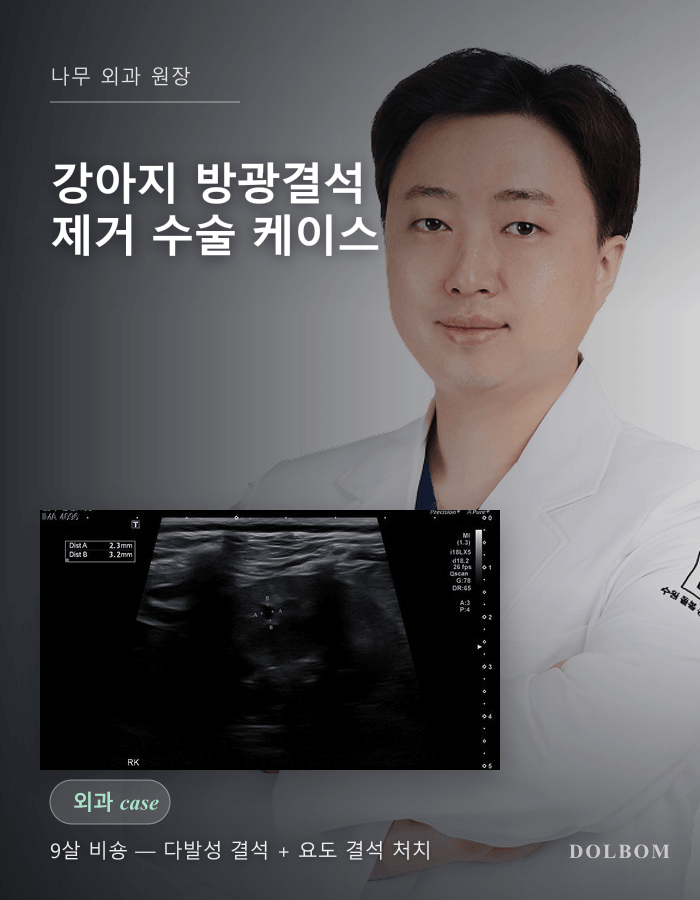 강아지 방광결석 제거 수술 — 다발성 결석 + 요도 결석 동시 처치-thumbnail