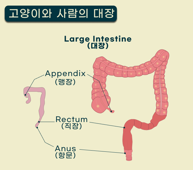 고양이와 사람의 대장 anatomy