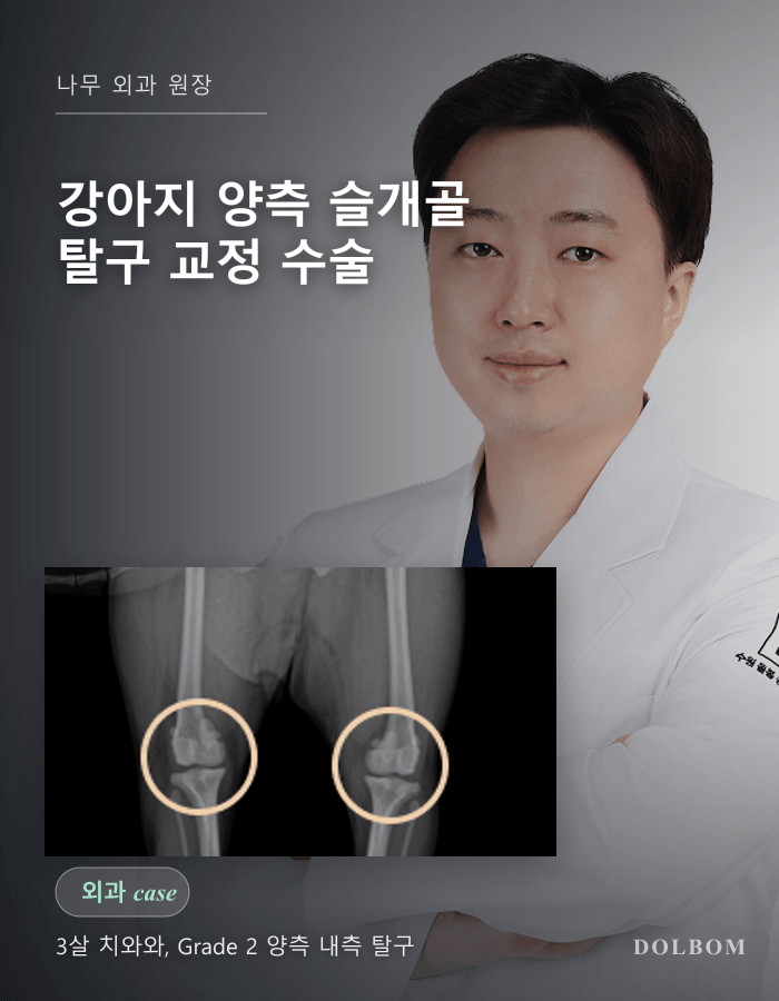강아지 양측 슬개골 탈구 교정 수술 케이스 (Bilateral Medial Patellar Luxation)-thumbnail