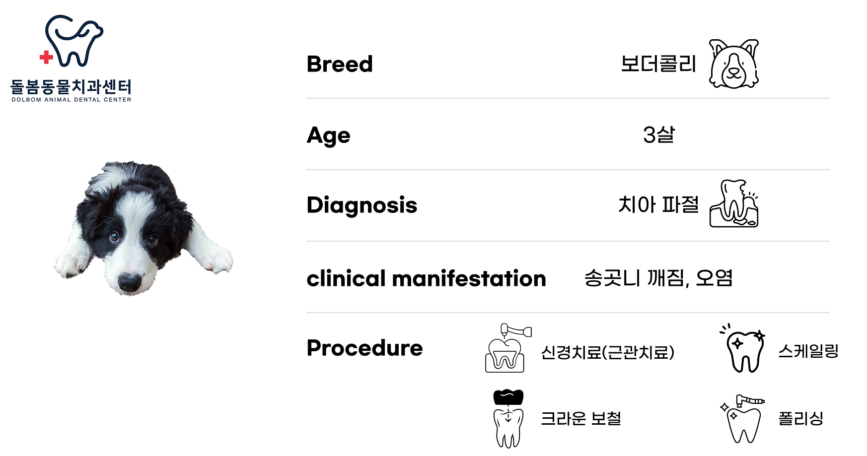 강아지 송곳니 신경치료.png