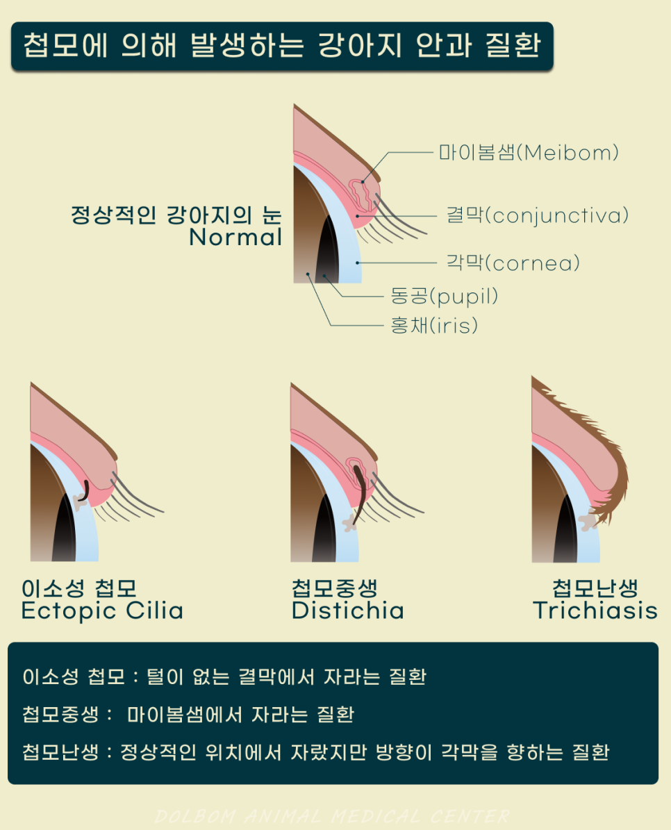 첩모 질환의 종류