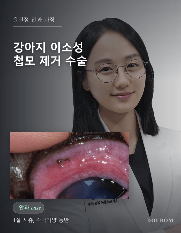 강아지 이소성 첩모 (Ectopic Cilia) 제거 수술 케이스-thumbnail