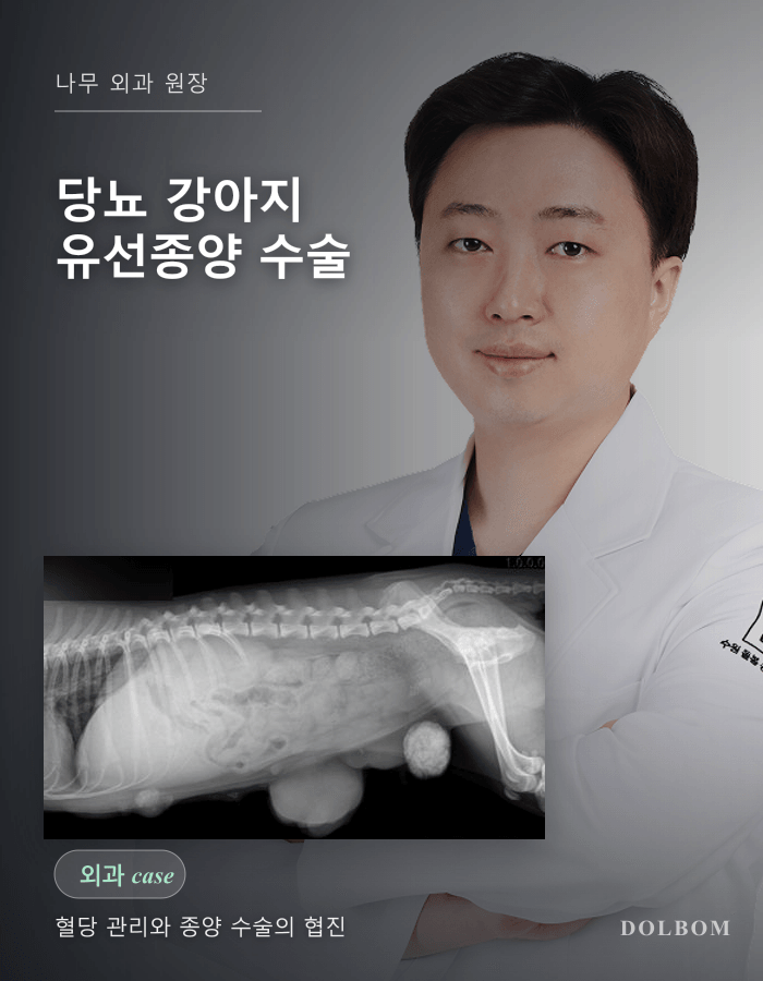당뇨 강아지의 유선종양 수술, 혈당 안정화부터 회복까지-thumbnail