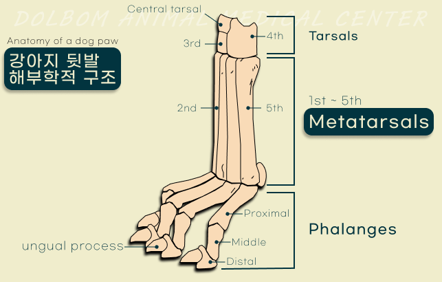 강아지 뒷발의 중족골과 발가락뼈를 표시한 해부 그림