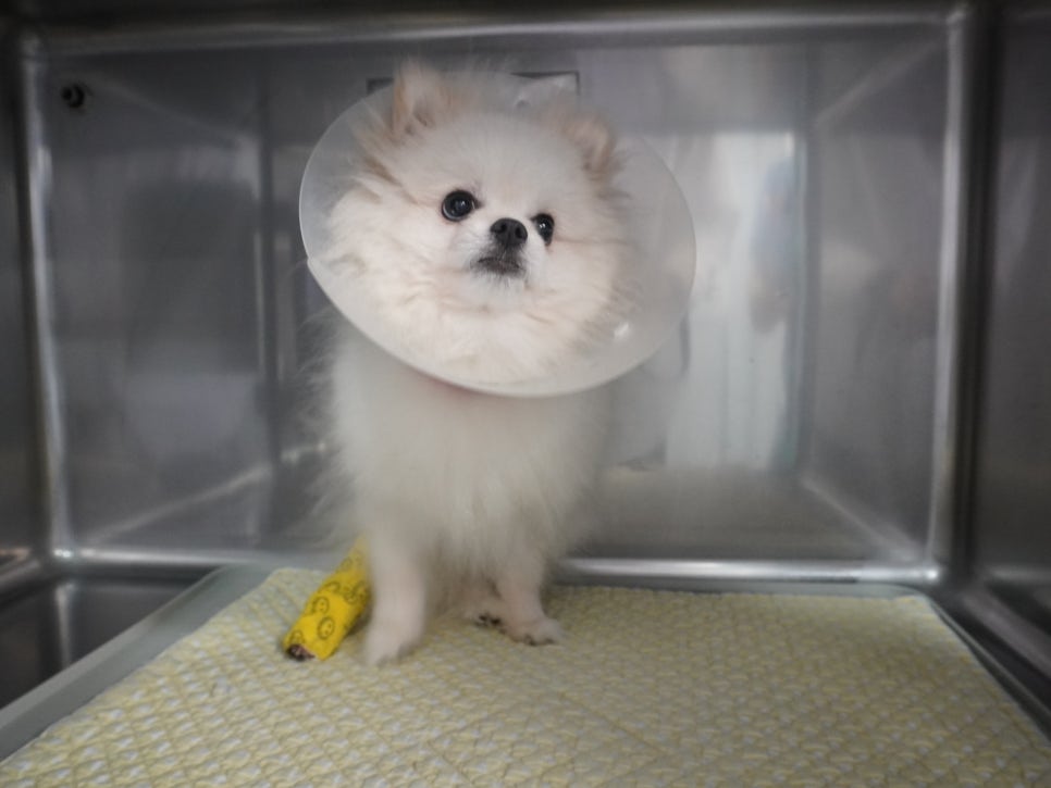 입원 칸에 앉은 흰 포메라니안과 노란 앞발 붕대