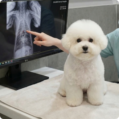 검사대의 흰 강아지와 방사선 화면