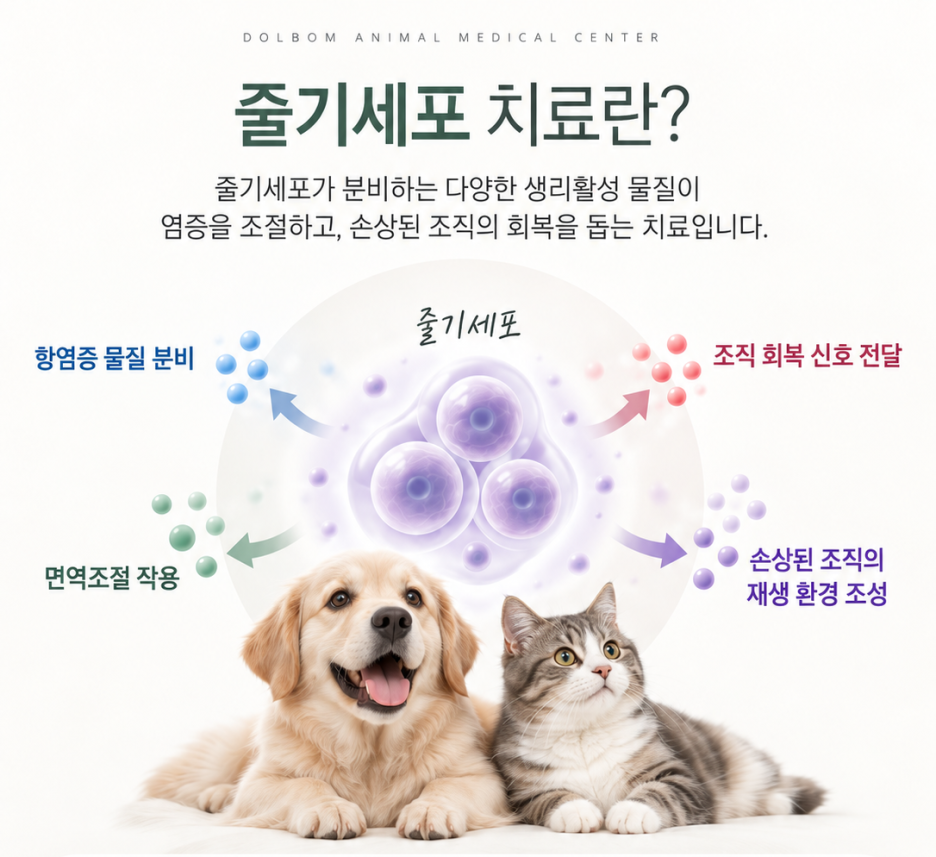 줄기세포의 항염증·면역조절·회복 관련 작용을 나타낸 개념도