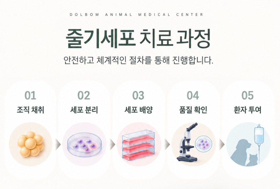 조직 채취부터 세포 분리·배양·품질 확인·투여까지의 과정 안내도