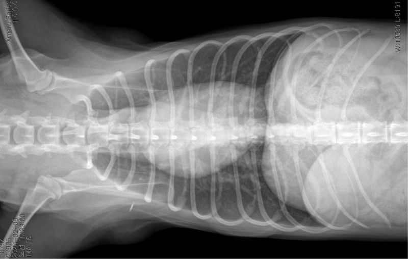 x-ray2.JPG