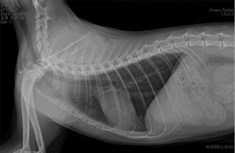 x-ray1.JPG