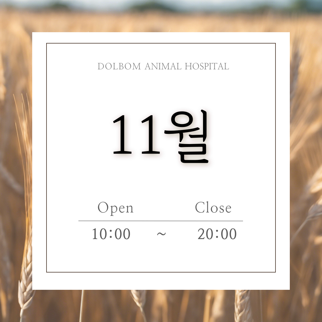 11월 진료일정-thumbnail